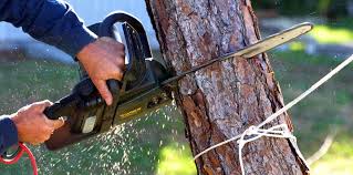 Best Storm Damage Tree Cleanup  in Belvedere, CA