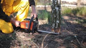 Best Commercial Tree Services  in Belvedere, CA