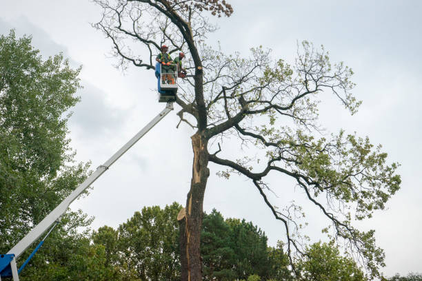 Best Tree Preservation Services  in Belvedere, CA