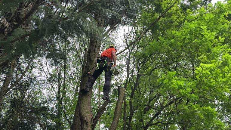 Best Tree Disease Treatment  in Belvedere, CA