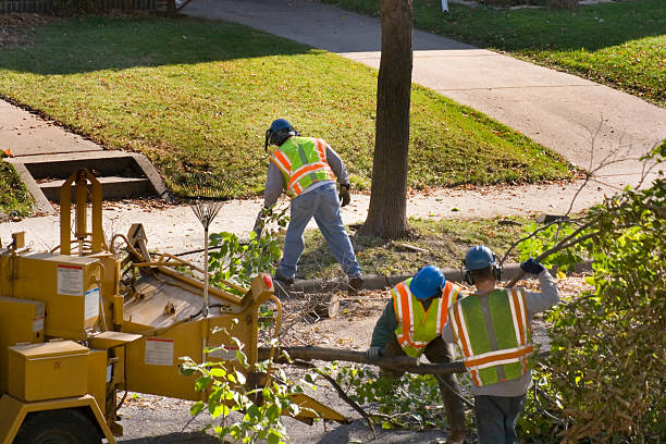 Best Tree Health Inspection  in Belvedere, CA