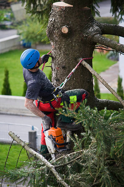 Best Tree and Shrub Care  in Belvedere, CA
